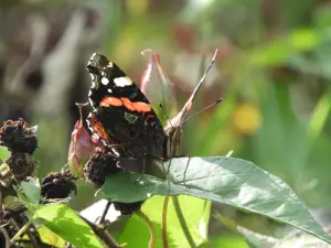 Frans 01 Mijn eerste Atalanta